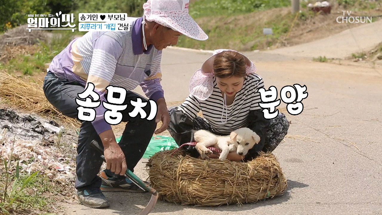 송백구 분양 완료 ^-^♭ #편안 #짚몬스 #과학