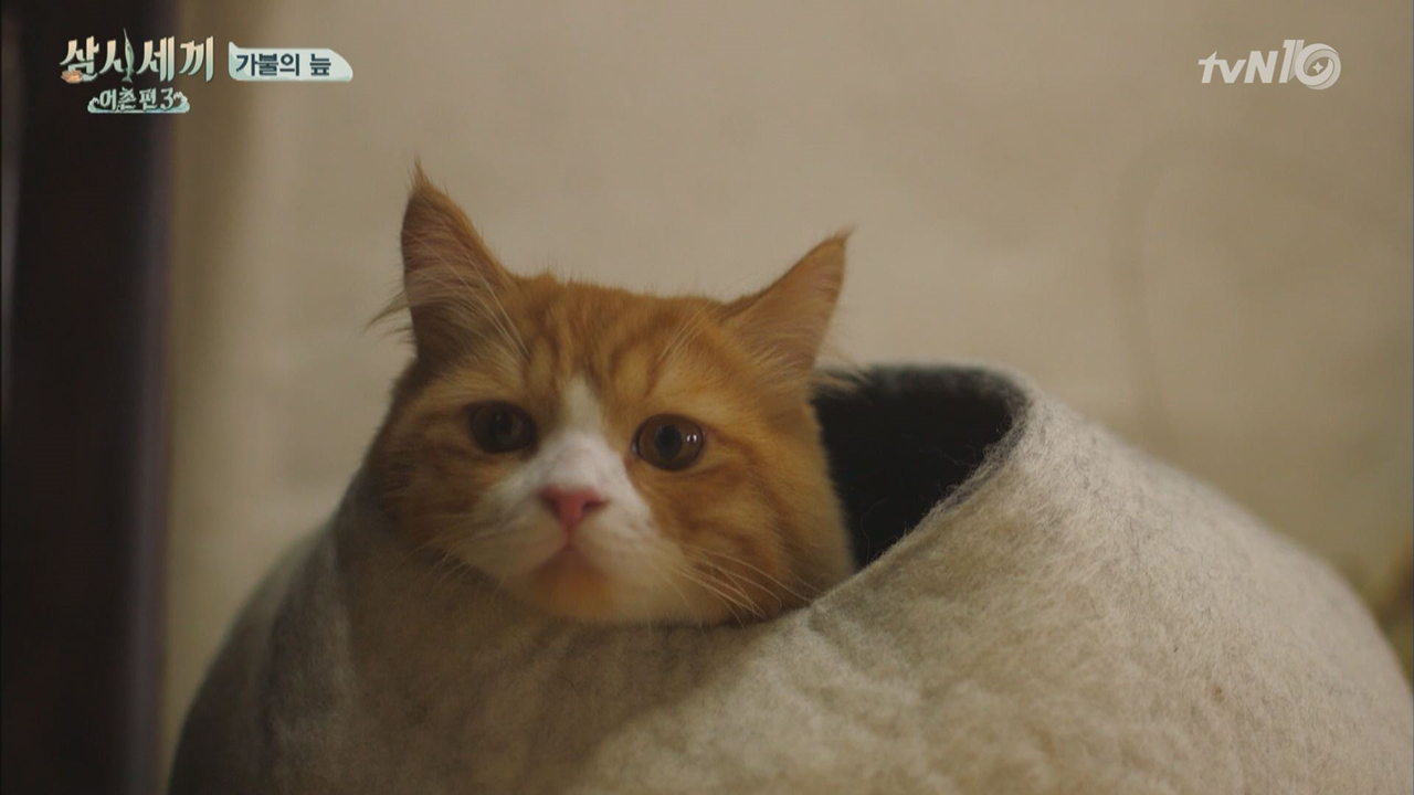 쿵이 몽이의 쿵몽쿵몽 숨바꼭질