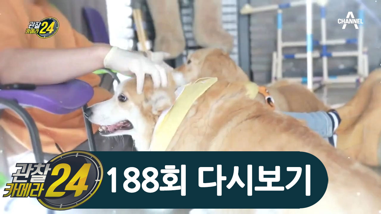 반려견 유치원의 A to Z, 반려견의 행복을 위해 노력하는 사람들