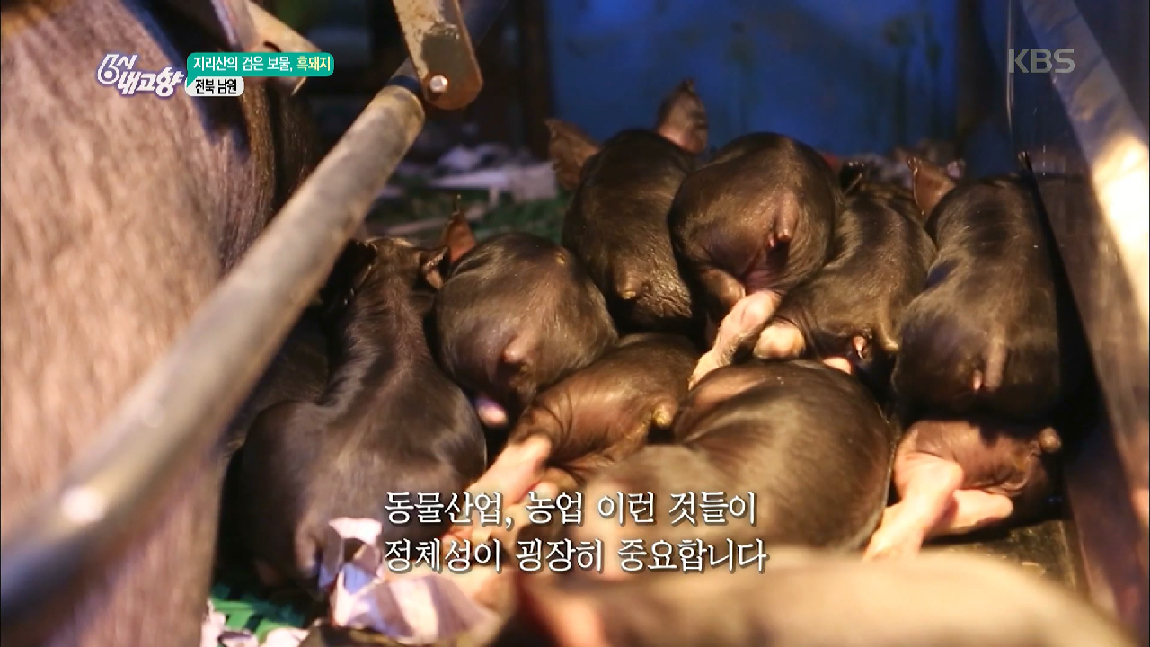 지리산의 검은 보물, 흑돼지 - 전북 남원. - kakaoTV 지리산의 검은 보물, 흑돼지 - 전북 남원.