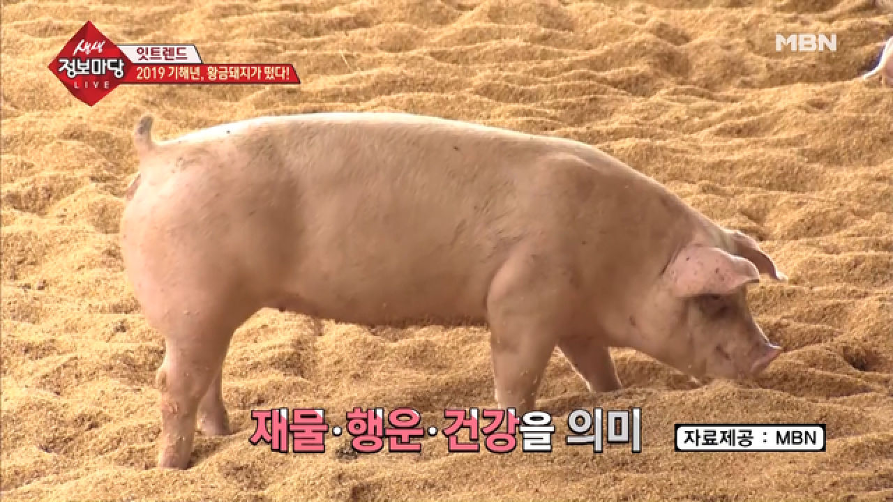 2019 기해년, 황금돼지가 떴다! - kakaoTV 2019 기해년, 황금돼지가 떴다!