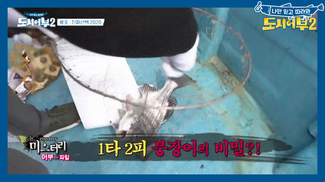 [미스터리 어부-파일] 1타 2피 붕장어의 비밀