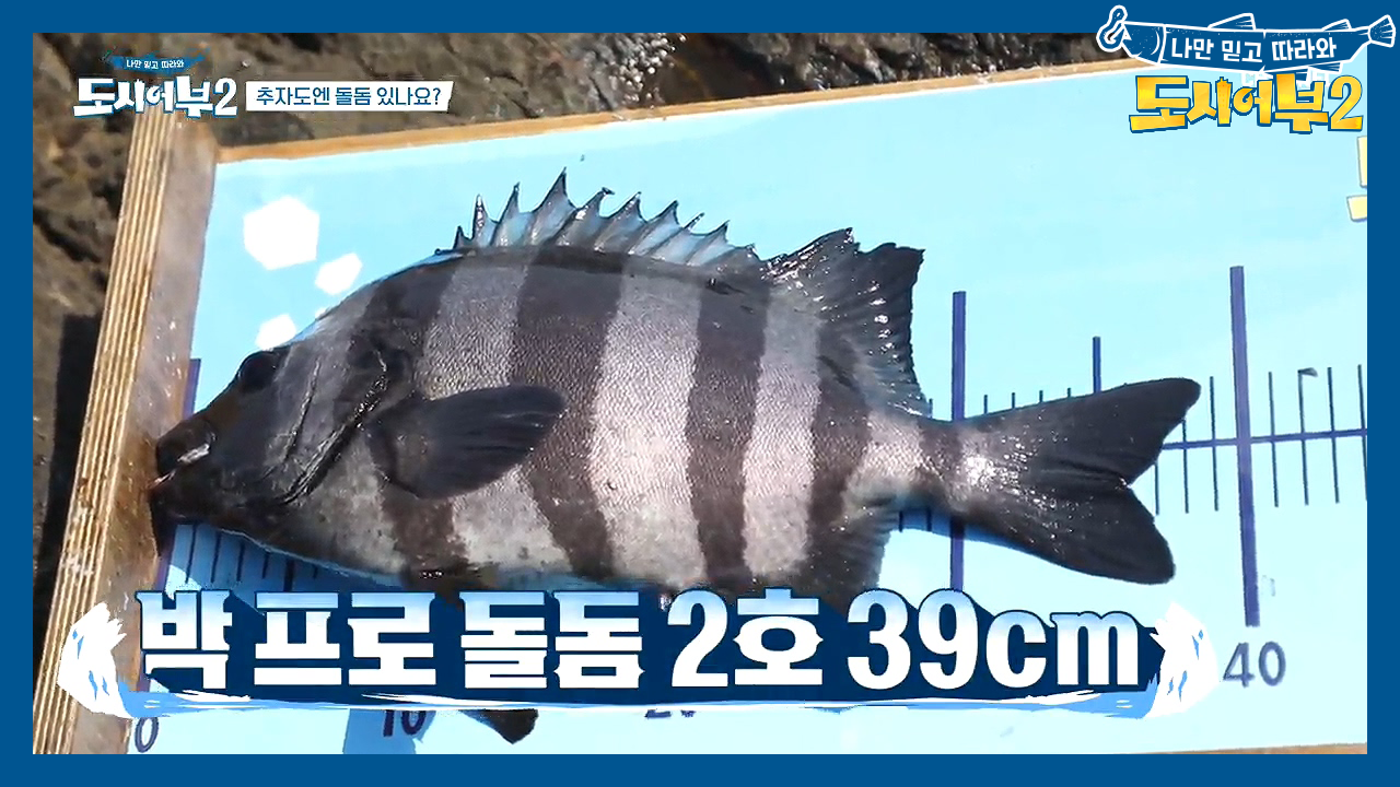 ▶박프로 전성기◀ 될놈될! 엉킨 줄 사이로 돌돔 낚은 박프로 (feat....