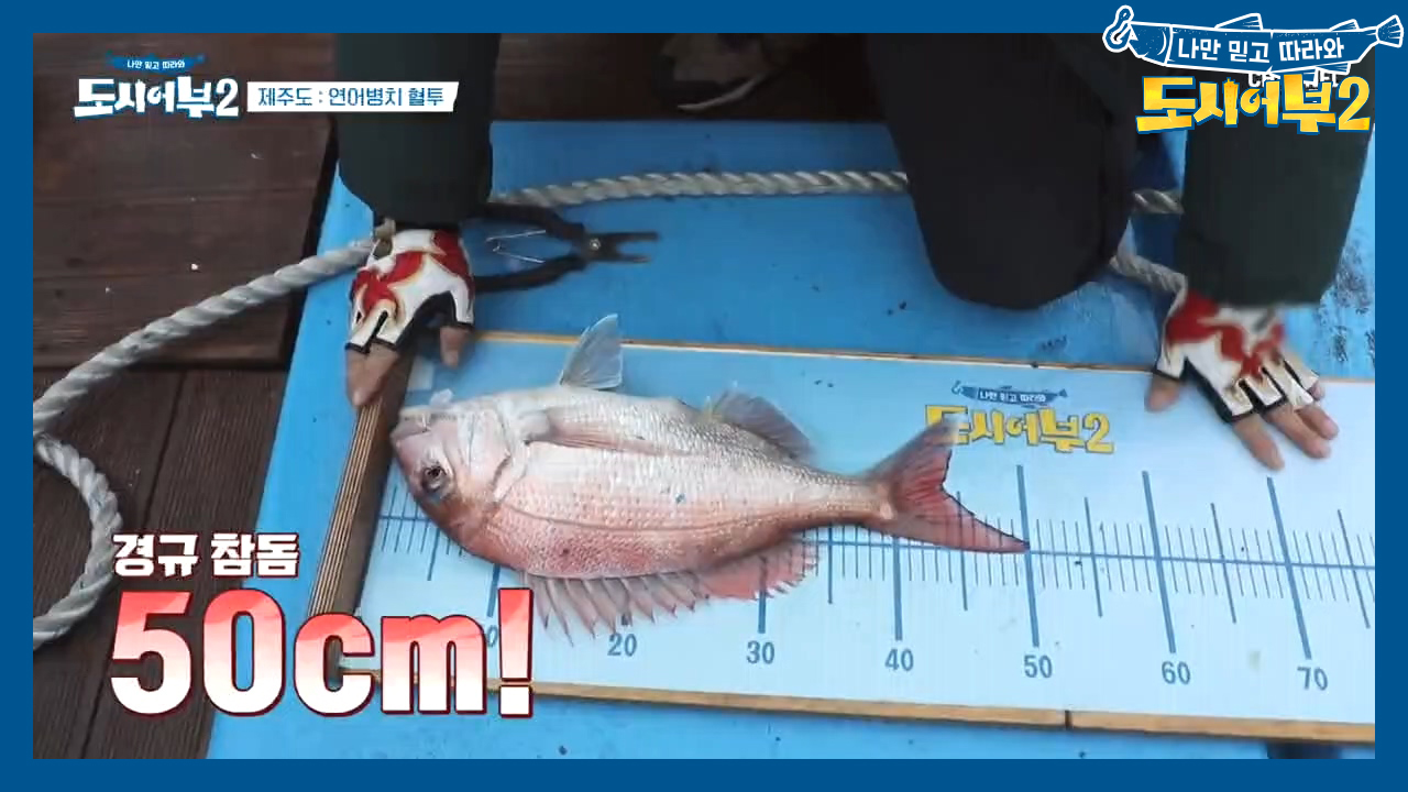 ★눈부신 세레머니☆ 5짜 참돔 잡으며 용왕의 아들 클라-쓰 보여주는 경규...