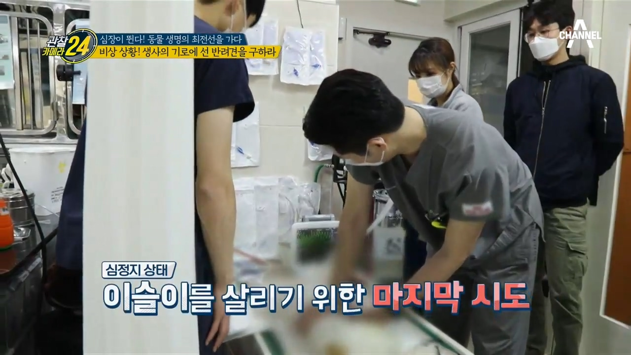 ※비상상황※ 생사의 기로에 선 반려견을 구하라!