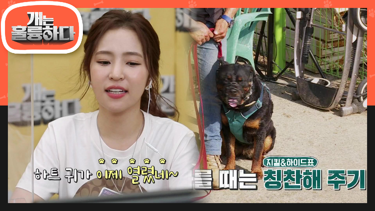 강훈련사가 제시하는 로트와일러 전용 훈련! 지킬＆하이드표 칭찬해 주기! | KBS 210531 방송