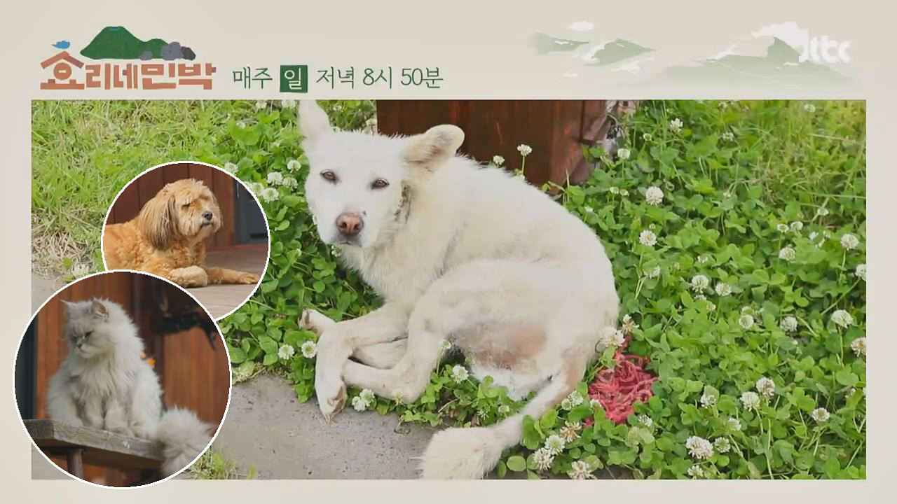 [비하인드] 효리네 사랑둥이♥ 반려동물 &#39;힐링 관찰카메라&#39;