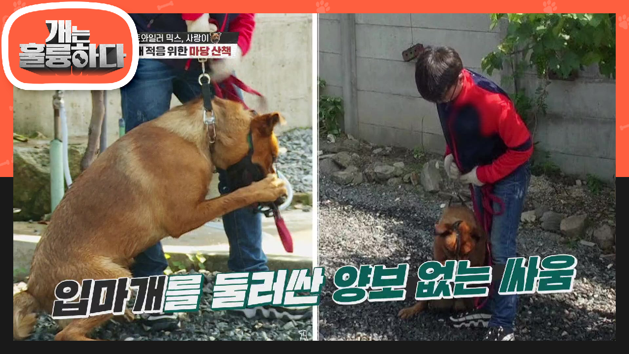 ※입마개 적응 훈련※ 입마개를 벗으려는 사랑이와 막으려는 자들의 양보없는 대결♨ | KBS 210802 방송