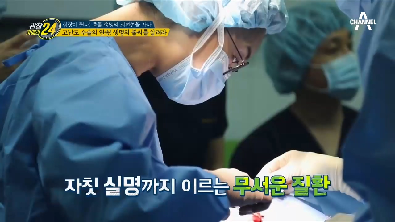 생명의 불씨를 살리는 고난도 수술의 연속! 동물 생명의 최전선을 가다!