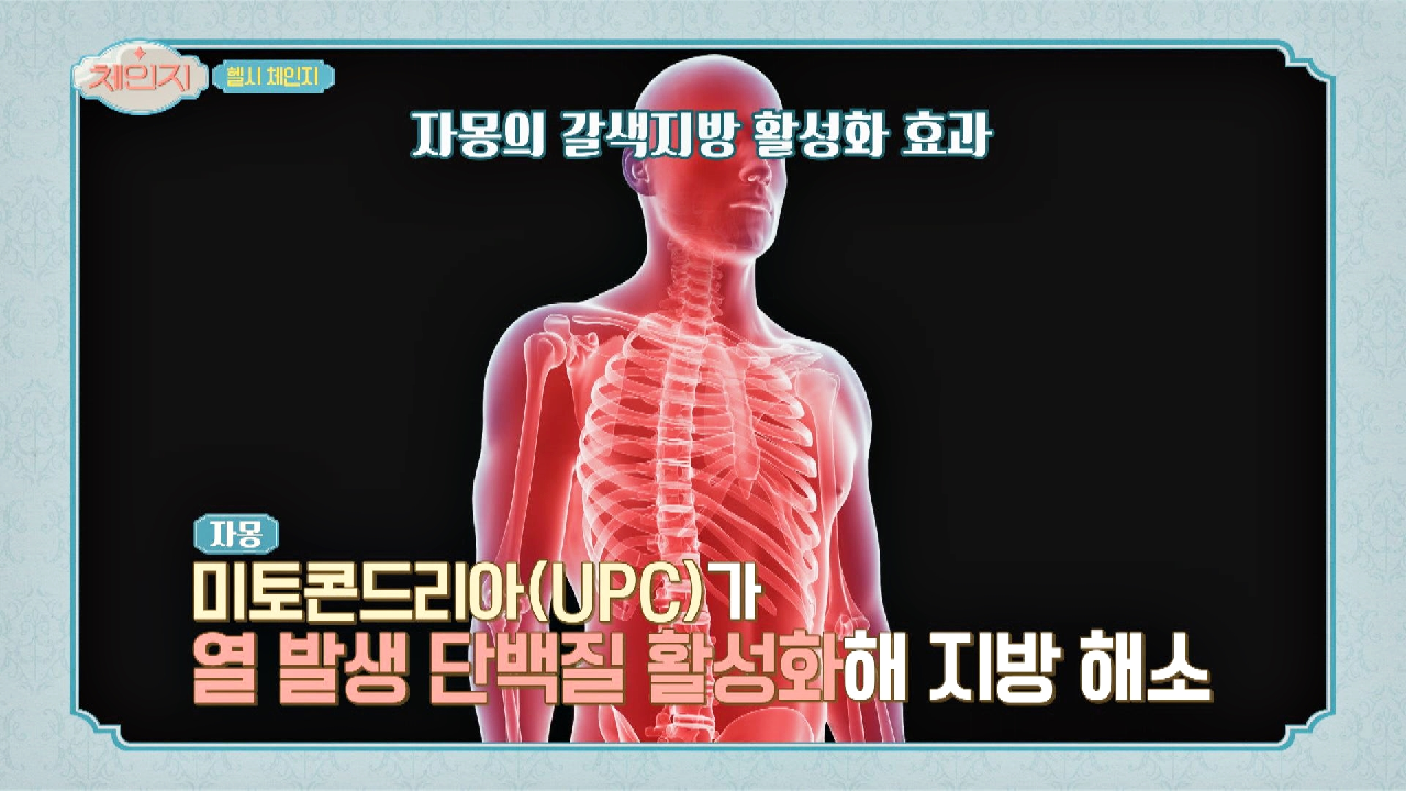 갈색지방 늘려주는 효자 과일 ♡자몽♡