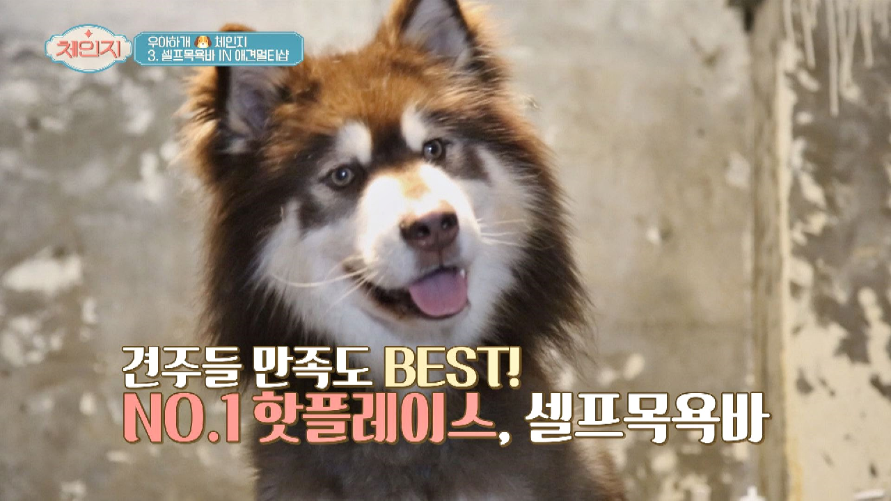 견주들 만족도 BEST↗ NO.1 핫플레이스 &#39;셀프목욕바&#39;
