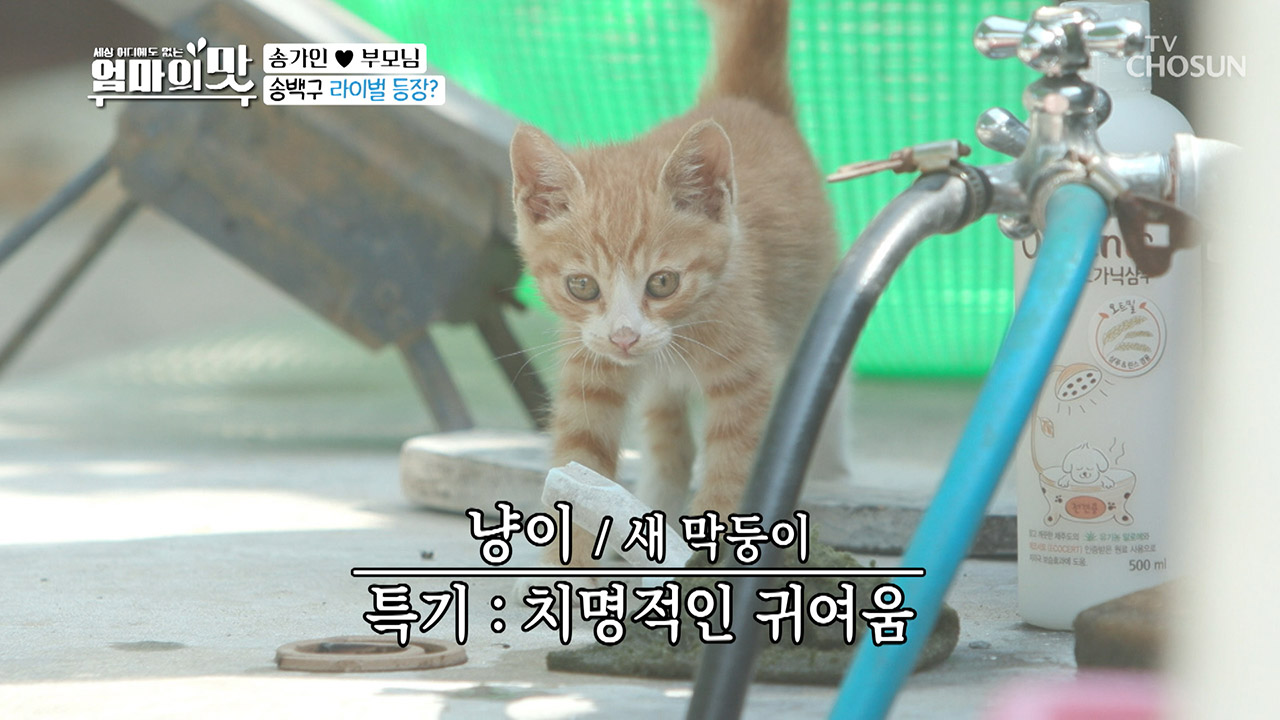 송백구의 몰락..↘ 역대급 귀요미 막내 등장↗