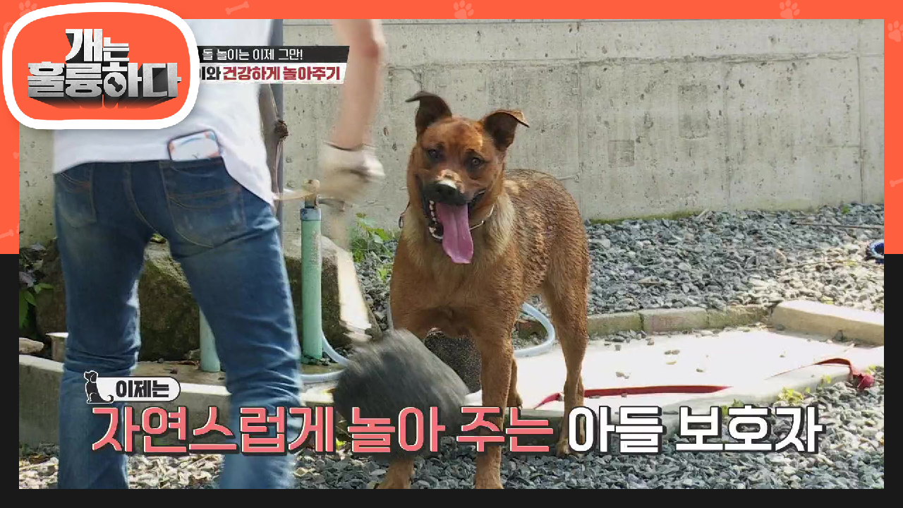 물 놀이는 이제 그만! 사랑이와 건강하게 놀아주기! (ft. 강 훈련사만 빼고...) | KBS 210809 방송