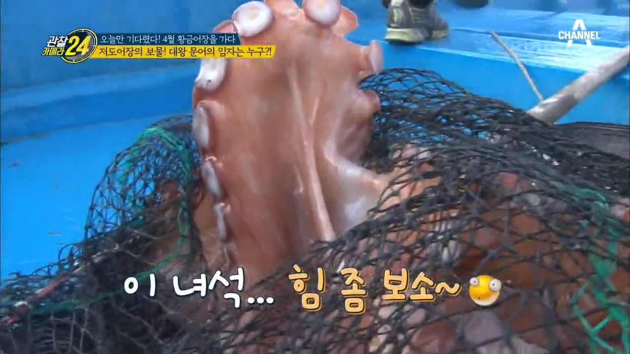 저도어장의 대왕문어가 나타났다?! 30kg도 넘는 대왕문어의 임자는 누구!?