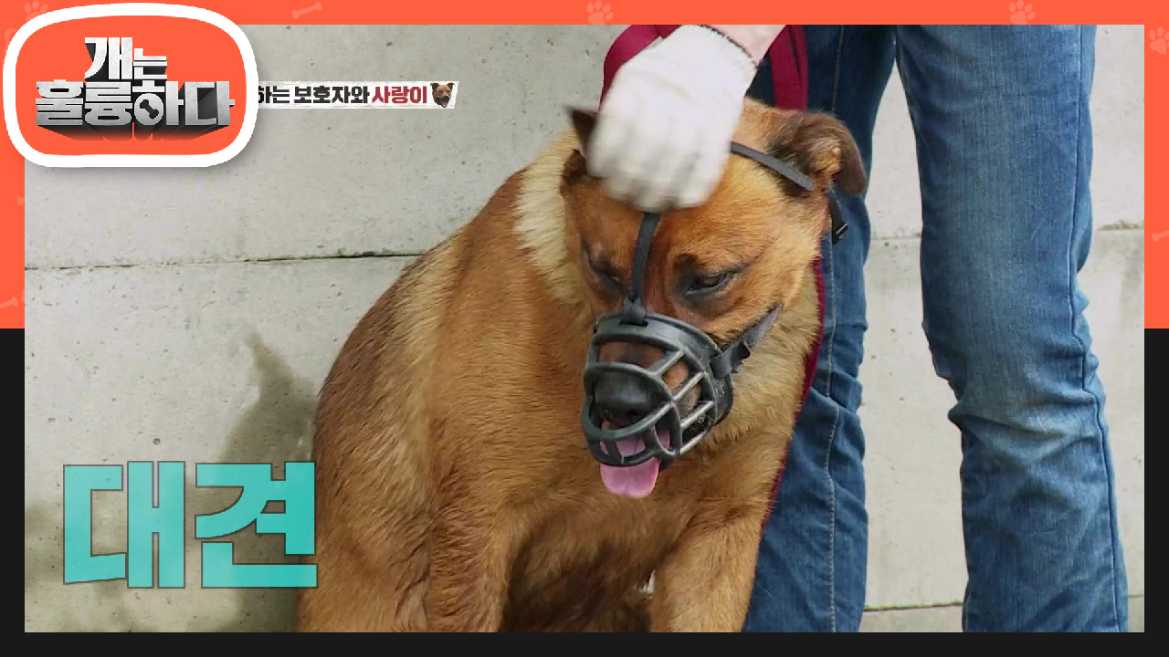 성장하는 보호자와 사랑이, 이제는 입마개 착용까지 성공★ | KBS 210809 방송