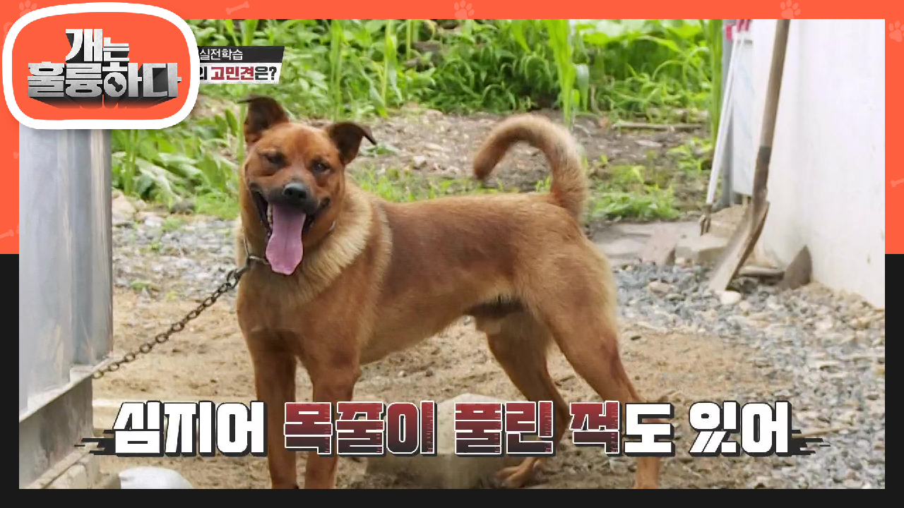 오늘 하루가 걱정되는 사랑이와의 힘겨운 첫 만남! 목줄도 끊었던 사랑이?! | KBS 210802 방송