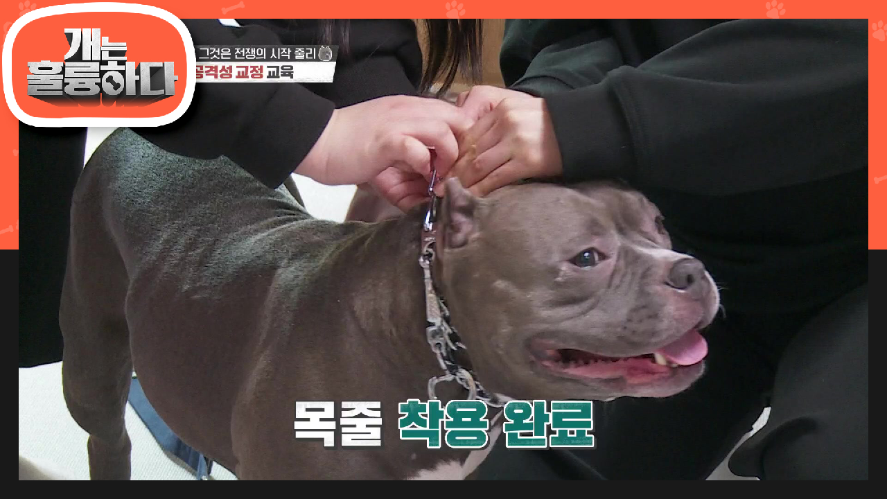 핀치 칼라 목줄로 공격성 교정 교육! | KBS 210503 방송