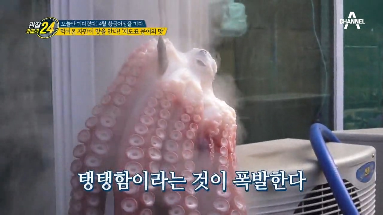 탱탱함 폭발하는 ♨'저도표 문어의 맛'♨ 문어와 함께 온 대진항의 봄날~♡