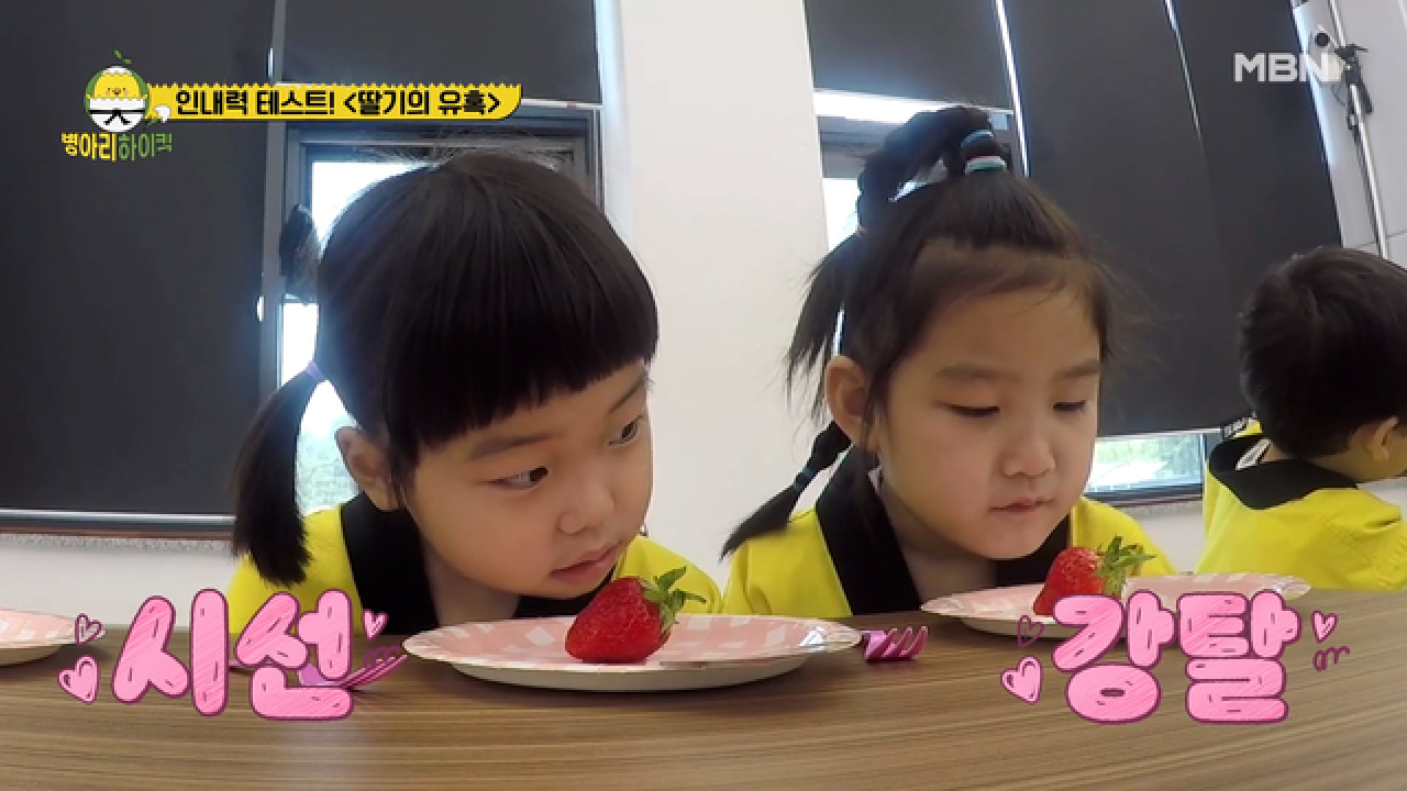병아리와 딸기 실험! 인내는 쓰고 열매는 달다?! MBN 210704 방송