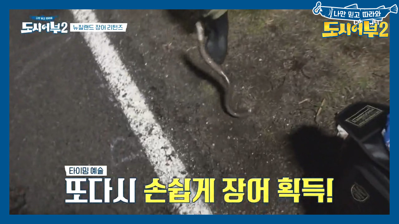 무섭게 장어를 낚아채는 박.프.로↗↗ 뉴질랜드에서 뜻밖의 재능 발견하다~~