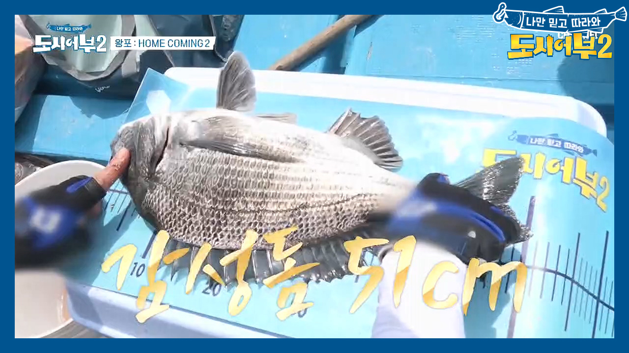 ★This is King-po★ 널린 게(?) 5짜 감성돔인 왕포 클라쓰...