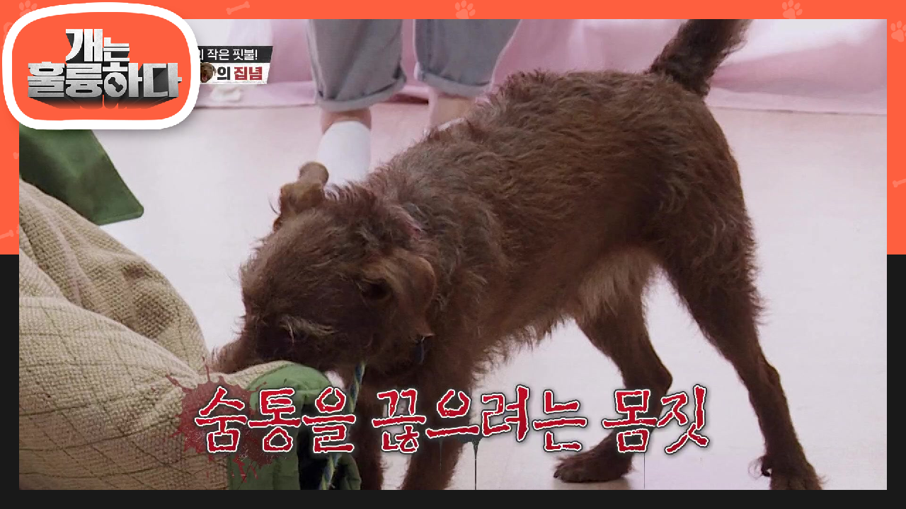 보리가 물고 있던 방호복을 놓은 살벌한 이유! 사냥개는 죽은 동물을 물지 않기 때문?!! | KBS 210816 방송