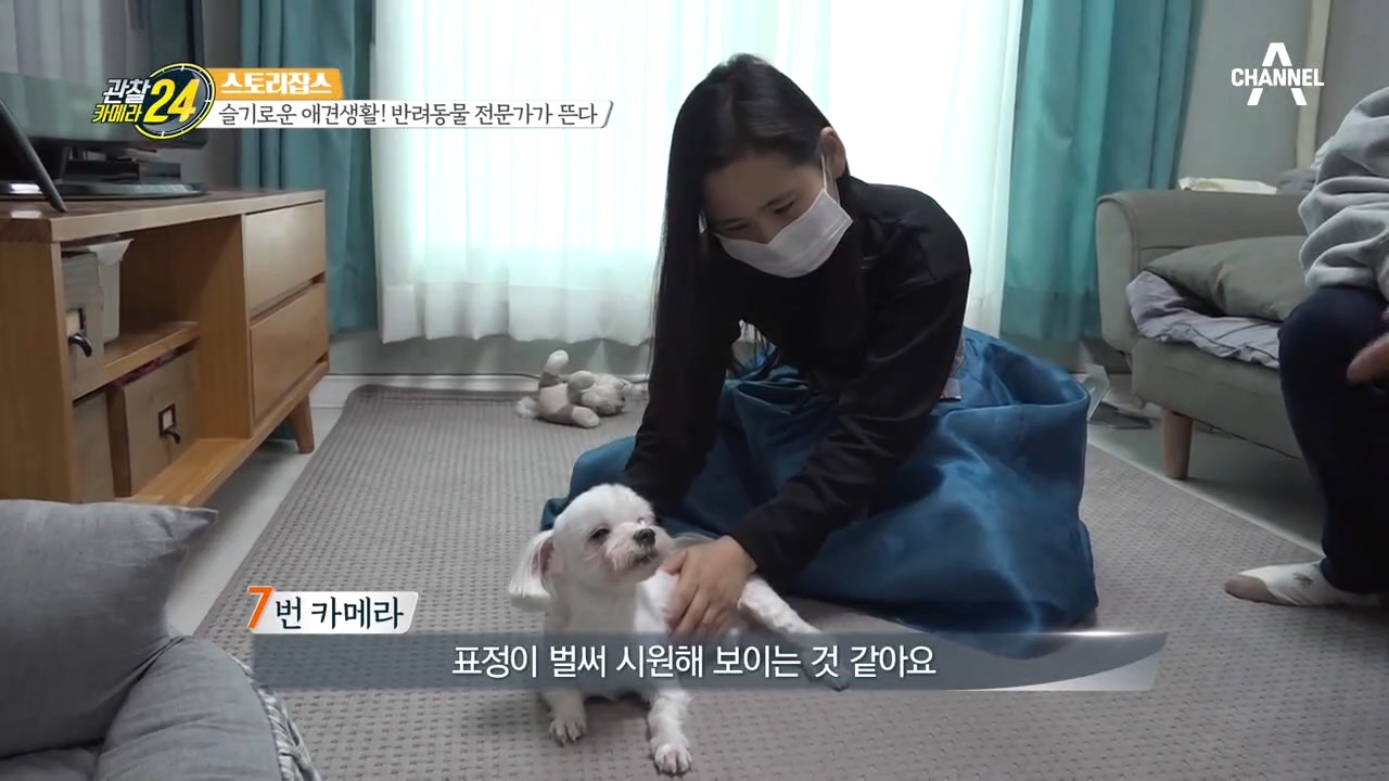 잠시 만져주기만 해도 잠이 스르륵~ 반려동물 전문 마사지사