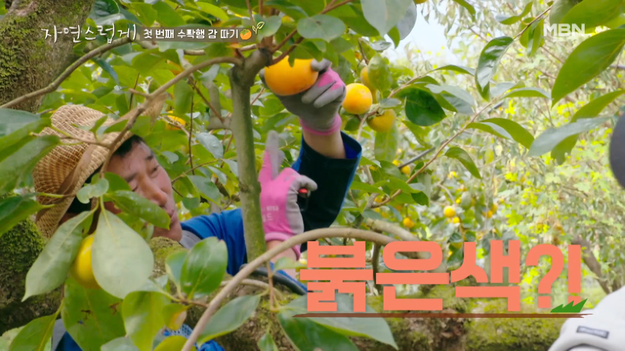 난이도 ★★★★감따기 노하우를 배워볼까?