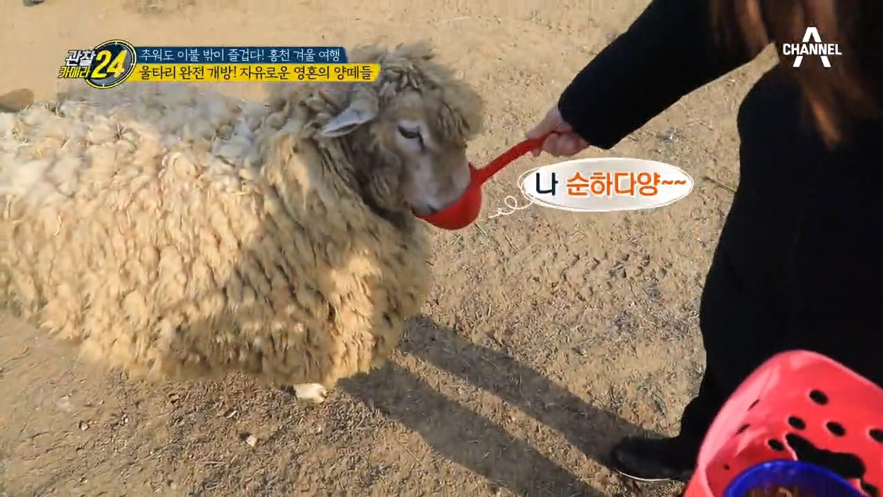 울타리 완전 개방! [초.밀.착] 교감 나누는 양떼 목장♥