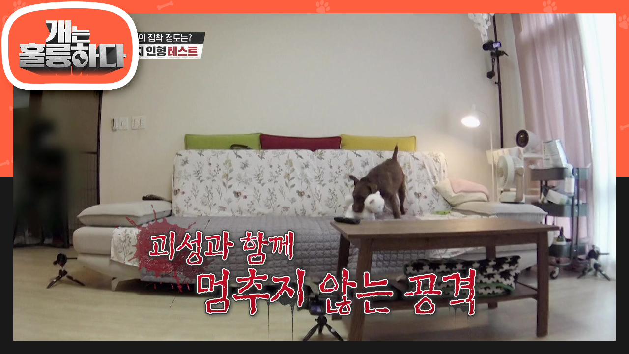 집착을 넘어선 광기! 인형을 무는 보리를 보며 공포에 떠는 또리 | KBS 210809 방송