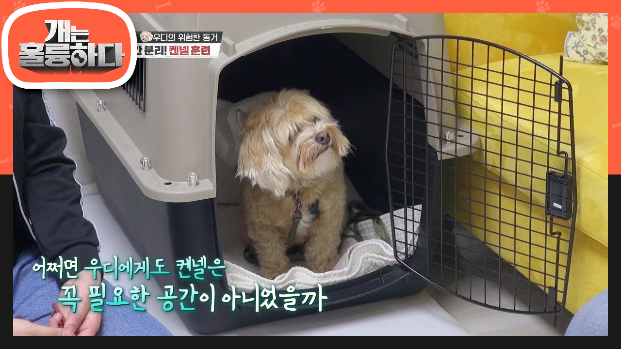 공간 분리! 켄넬 훈련에 돌입한 우디! | KBS 210614 방송