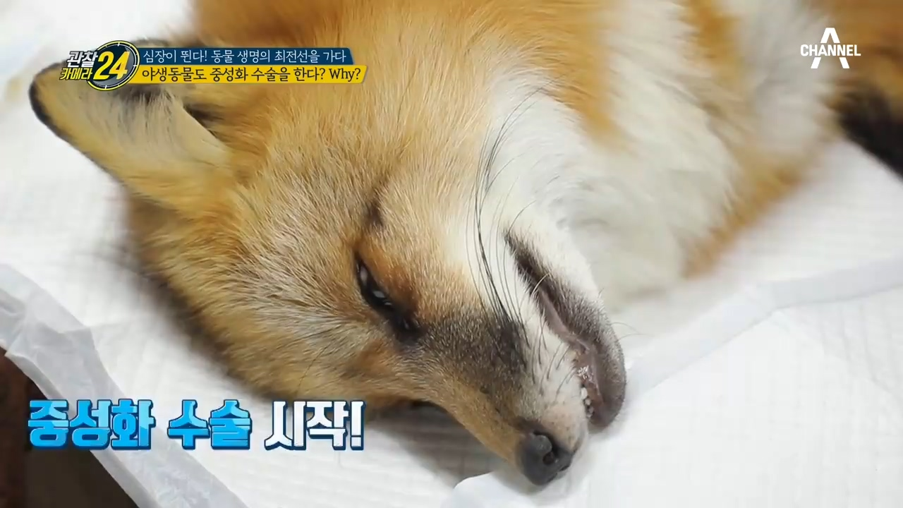 내..내가 ○○라니...ㅠㅠ) 야생동물도 중성화 수술을 시키는 이유는?