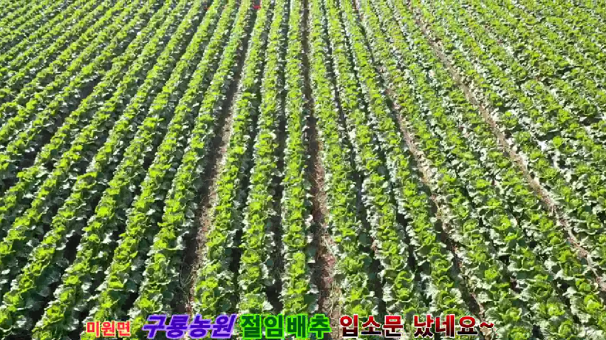 미원면 구룡농원 절임배추 - kakaoTV 미원면 구룡농원 절임배추