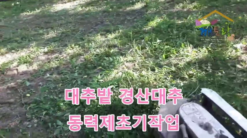 대추밭_동력제초기 성능20190811 - kakaoTV 대추밭_동력제초기 성능20190811