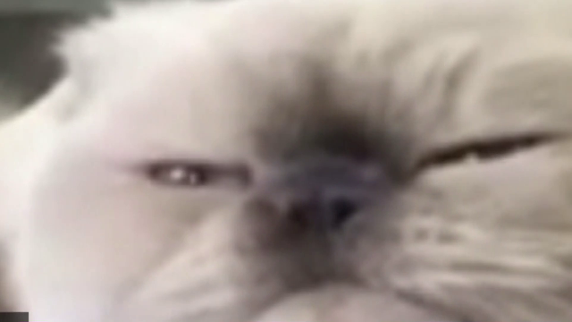  심술내는 고양이!