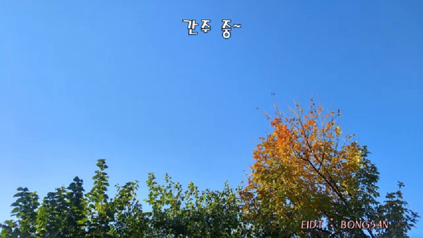 고목나무 이미지