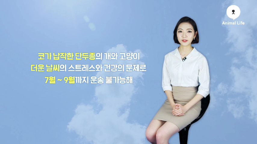 반려동물과 함께 비행기 타기위한 조건과 절차 [애니멀TV] - kakaoTV 반려동물과 함께 비행기 타기위한 조건과 절차 [애니멀TV]