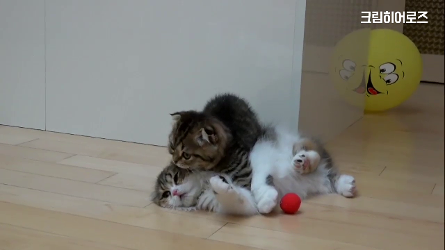 유튜브 고양이채널 크림히어로즈 아는익ㅠㅠ거기 애들다 넘귀여워ㅠㅠㅠ | 인스티즈