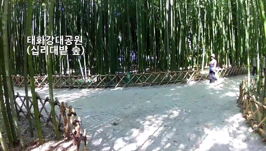 국내여행지 추천 베스트 1박2일 가볼만한 곳 울산여행지 명소 태화강 십리대숲 - kakaoTV 국내여행지 추천 베스트 1박2일 가볼만한 곳... 