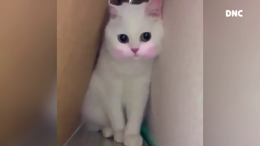 수줍은 고양이 새색시~ 분홍분홍해~🧡 Shy cat, Pink Pretty~ - kakaoTV 수줍은 고양이 새색시~ 분홍분홍해~🧡 Shy cat, Pink Pretty~