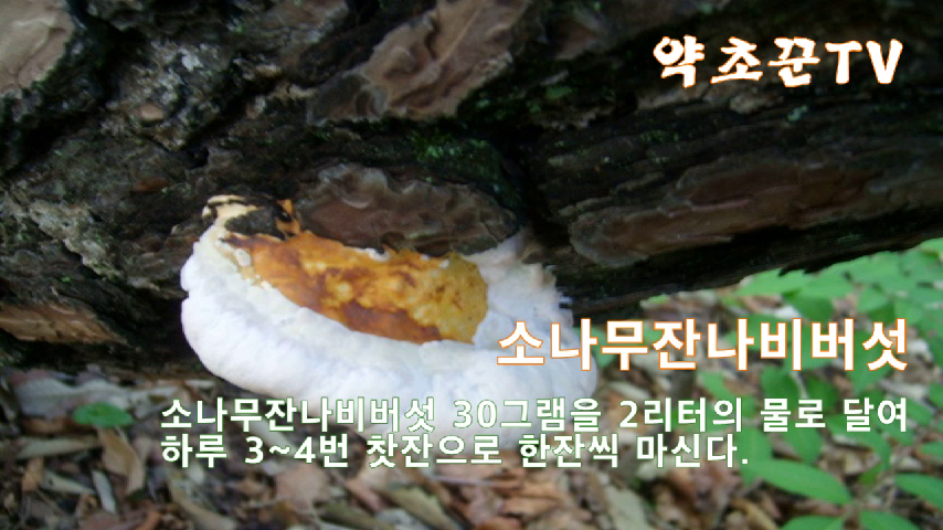 알아두면 유용한 약용버섯 정보 - kakaoTV 알아두면 유용한 약용버섯 정보