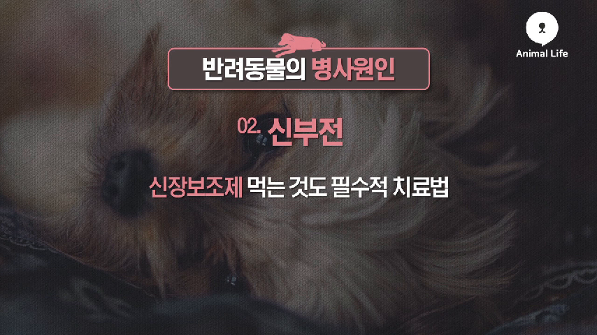 가족같은 반려동물들의 병사원인과 예방법은? [애니멀TV] - kakaoTV 가족같은 반려동물들의 병사원인과 예방법은? [애니멀TV]