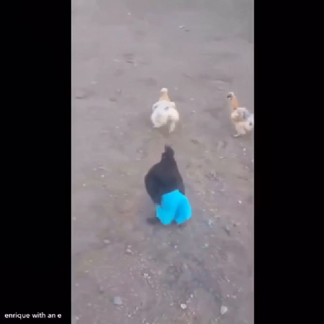 한 번 덤벼보개 외 [심쿵주의개시리즈] 84회 퍼니튜브 | 인스티즈