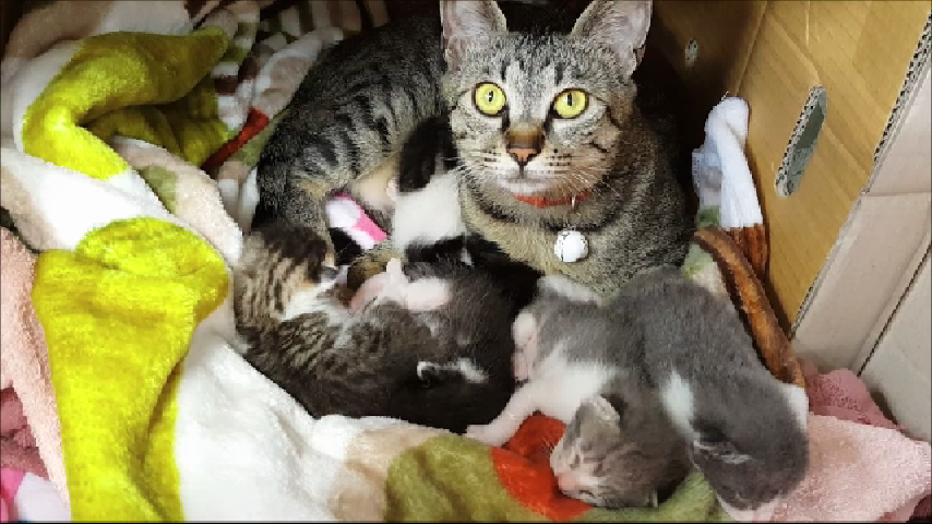  육아의 진실을 보여주는 고양이