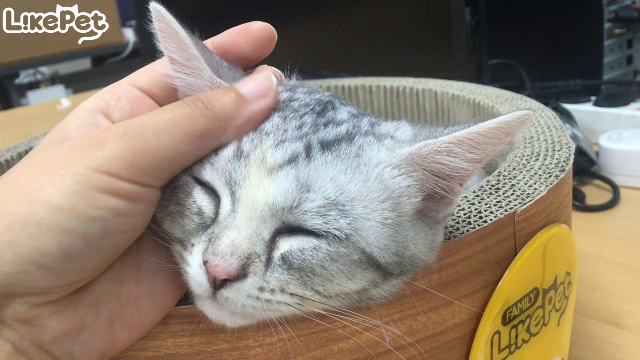 잠자는 강아지 간지럽혔더니 | 인스티즈