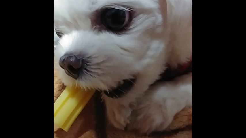 오로롱 이미지