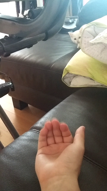  고양이가 손 보더니