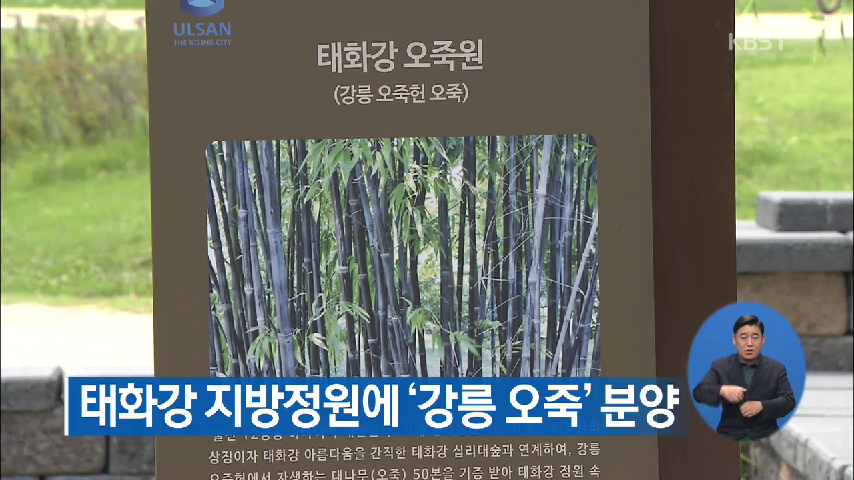 태화강 지방정원에 강릉 오죽 분양 - kakaoTV 태화강 지방정원에 강릉 오죽 분양