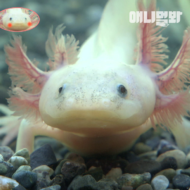 손가락만한 부농부농 도롱뇽 우파루파 - kakaoTV 손가락만한 부농부농 도롱뇽 우파루파