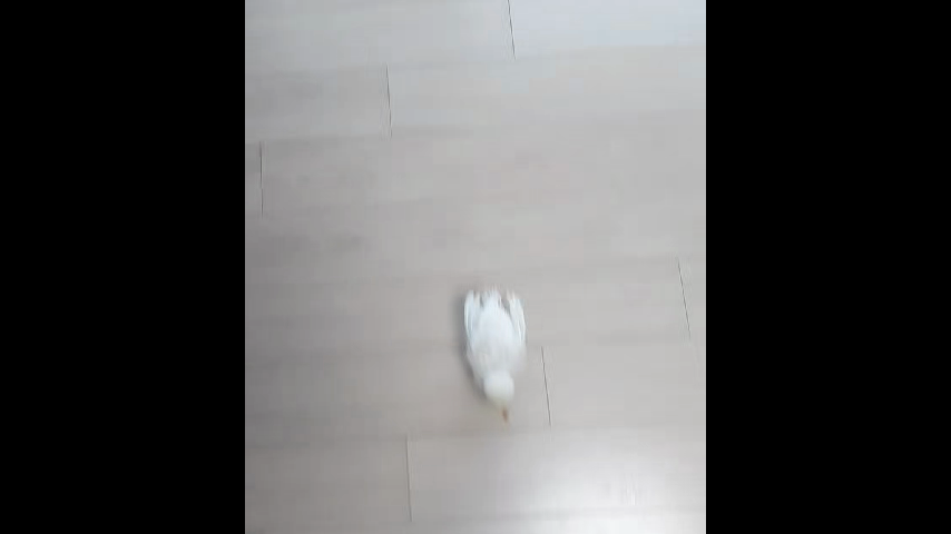 병아리날다 이미지